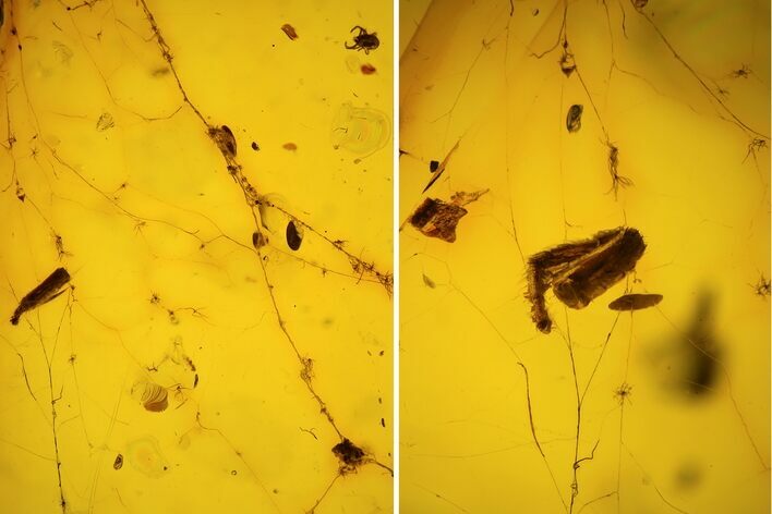 Fossil Spider Web With Insect Leg & Mites In Baltic Amber #123388